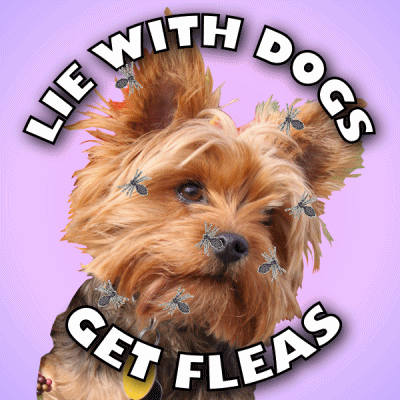 Lie With Dogs Get Fleas GIF - Lie With Dogs Get Fleas Negative Consequences GIFs