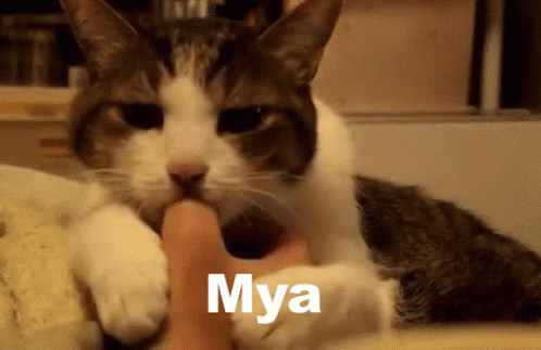 Mya Mya Wu GIF - Mya Mya Wu Mya Sucking GIFs