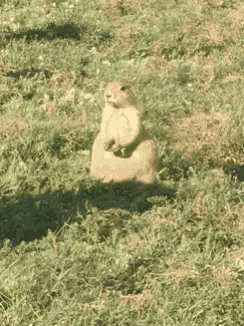 a squirrel is standing in a grassy field holding something in its paws