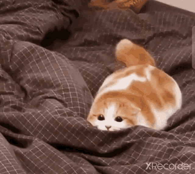 a cat is laying on a bed with a blanket on it .