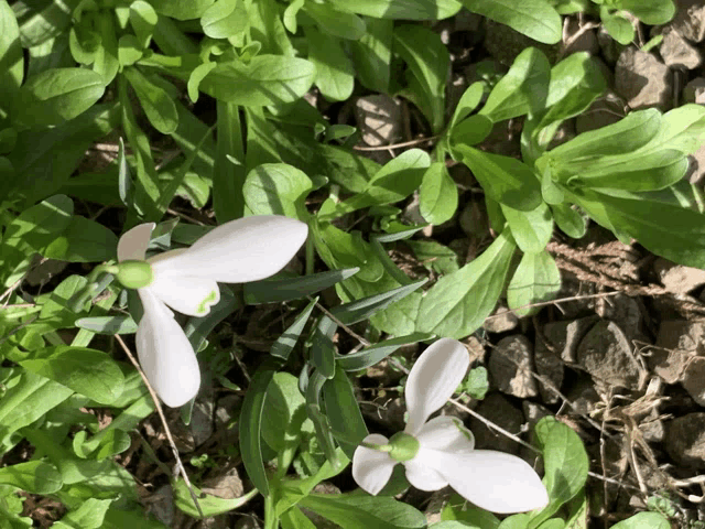 two white flowers with green centers are surrounded by greenery