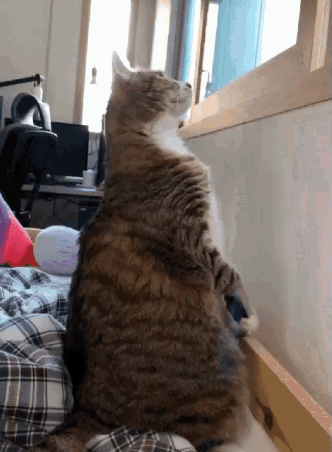 a cat is sitting on a bed and looking out a window