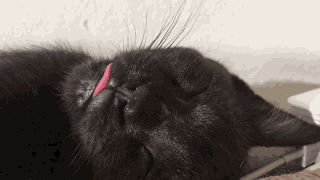 a black cat with a red tongue sticking out is sleeping