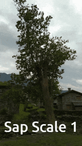 Tree Trees GIF - Tree Trees Sap Scale GIFs