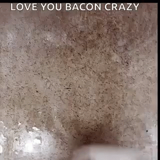Bacon Is GIF - Bacon Is Good GIFs