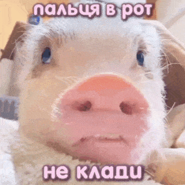a close up of a pig 's nose with the words " пальця в рот " above it
