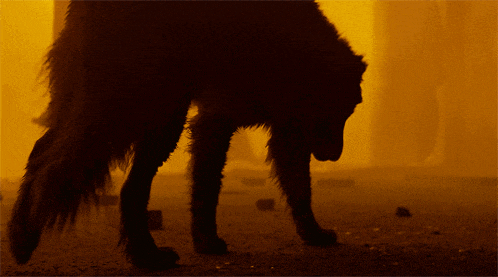 a silhouette of a dog standing in front of a yellow background