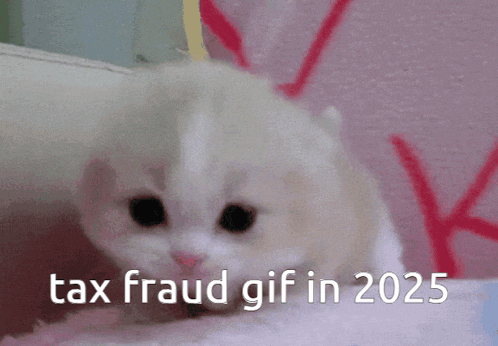 a white kitten with the words tax fraud gif in 2025