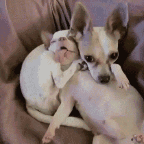 two small dogs are laying next to each other on a couch .