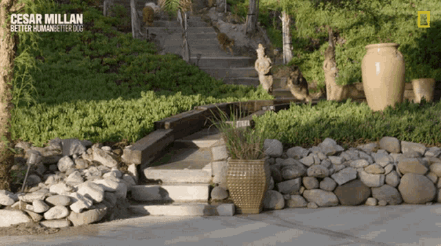 a poster for cesar millan better human better dog shows a stone wall and stairs