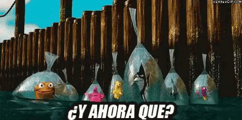 a group of fish in plastic bags with the words y ahora que