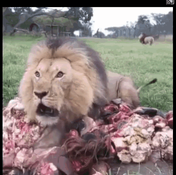 a lion is laying on a pile of meat