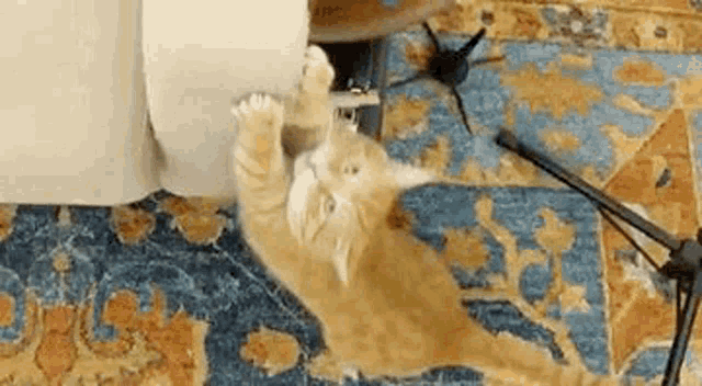 Trip Cat GIF - Trip Cat Scratch GIFs