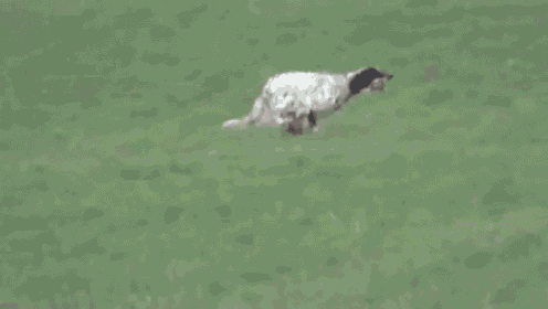 English Setter GIF - Dog Running Run GIFs