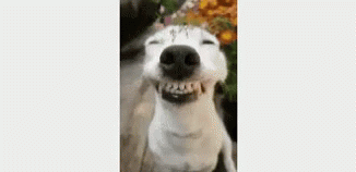 Smile Dog GIF - Smile Dog GIFs