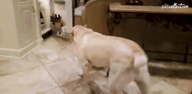 a dog standing on a tiled floor in front of a refrigerator with the word petcollective written on the bottom