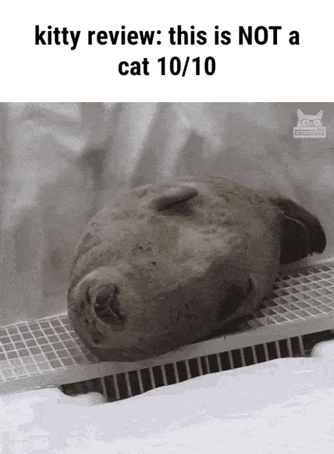Kitty Review Seal GIF