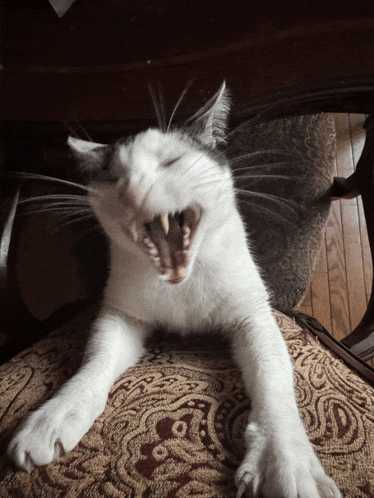 a white cat is yawning with its mouth open
