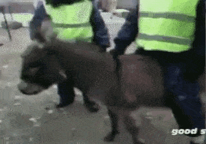 a donkey is being led by a group of people in yellow vests .