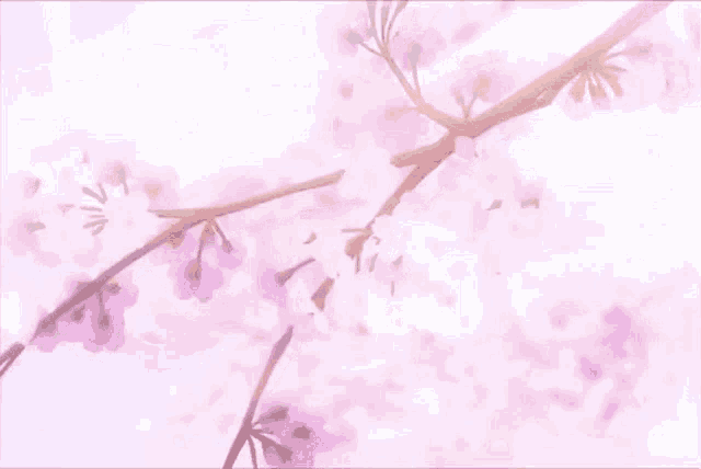 a cherry blossom tree branch with pink flowers against a white background