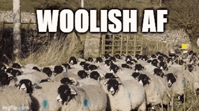 Woolish Af Woolish GIF - Woolish Af Woolish Nftech GIFs
