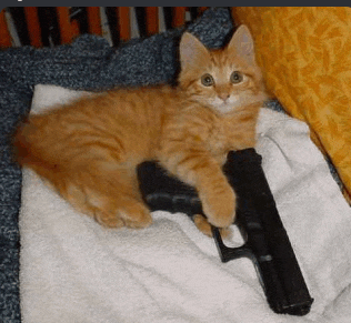 a kitten is laying on a towel next to a black gun