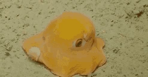 a close up of a yellow octopus laying on the ground .
