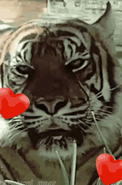 a close up of a tiger 's face with two red hearts coming out of it 's mouth