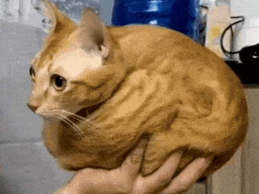 a person is holding a cat in their hands and it looks like it is being held in a ball .