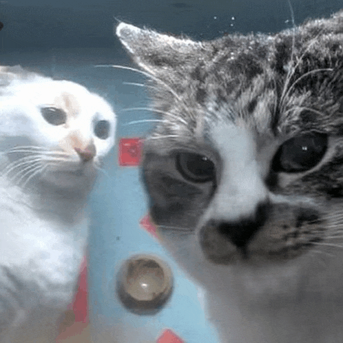a close up of two cats looking at each other in a tank .