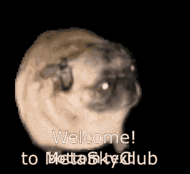 a pug says welcome to metta sky club on a black background