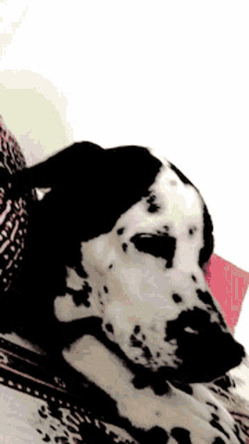 a dalmatian dog laying on a bed with a blanket