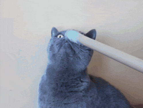 a gray cat is looking up at a toothbrush