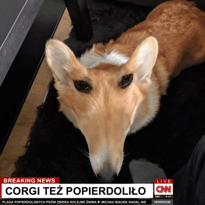 Corgi Popierdolilo GIF - Corgi Popierdolilo GIFs