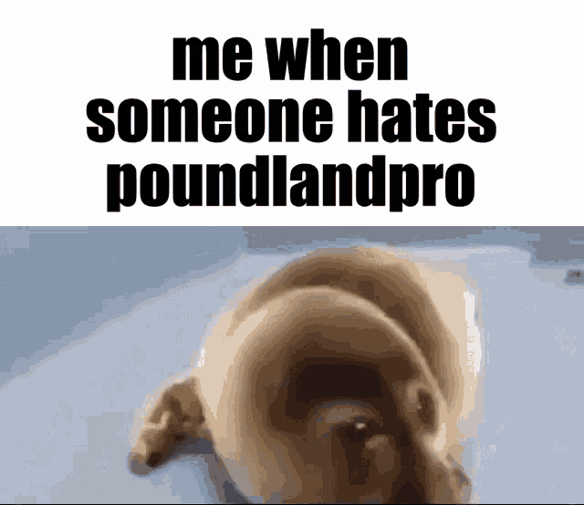 a dog is laying on its back with the words me when someone hates poundlandpro written above it .
