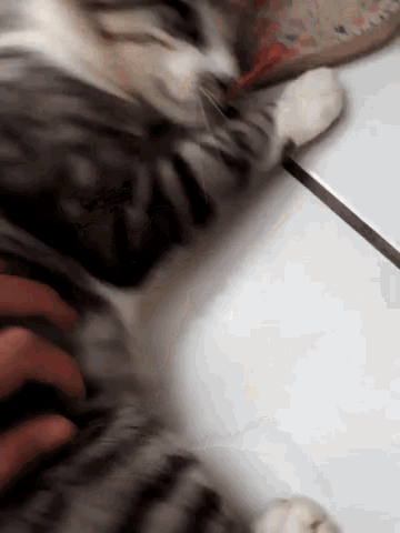 Cat Belly Rub GIF - Cat Belly Rub Puss GIFs