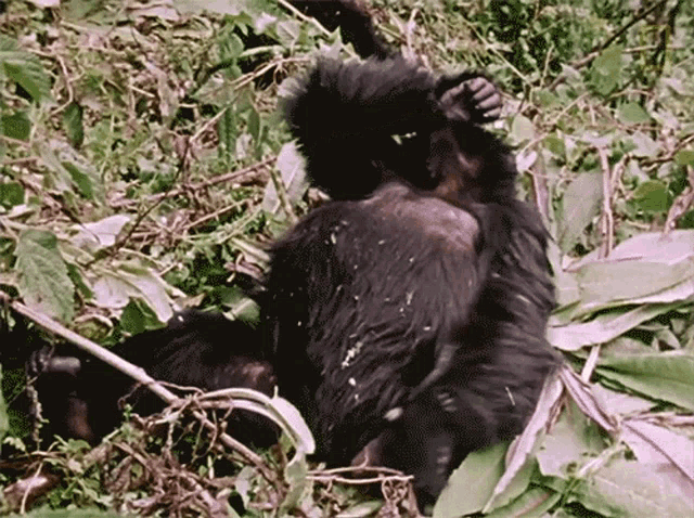 Patting My Chest Dian Fossey Narrates Her Life With Gorillas In This Vintage Footage GIF - Patting My Chest Dian Fossey Narrates Her Life With Gorillas In This Vintage Footage World Gorilla Day GIFs