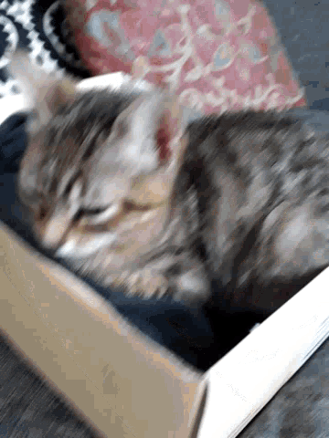 Lolo Cat GIF - Lolo Cat Cat In The Box GIFs