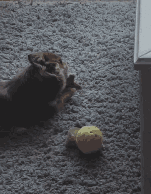 a dog playing with a yellow ball on a carpet