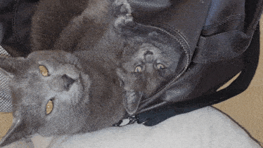 a gray cat is laying in a leather bag