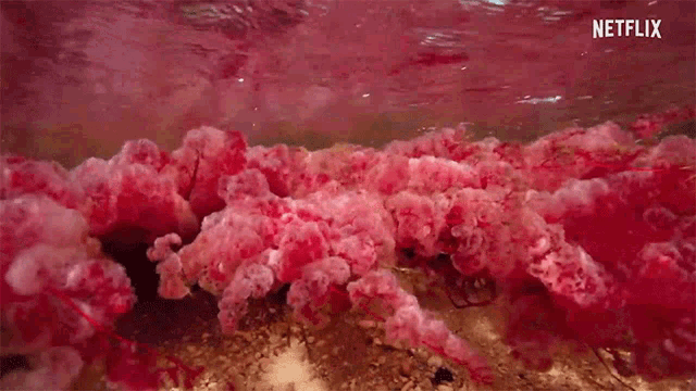 Macarenia Flourish GIF - Macarenia Flourish Underwater GIFs