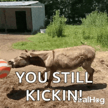 Donkey Is Playing With Inflatable Ball Viralhog GIF - Donkey Is Playing With Inflatable Ball Donkey Viralhog GIFs