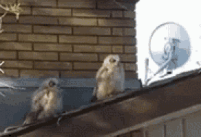 two birds are perched on a roof next to a satellite dish