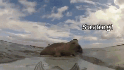 Seals & Puppies GIF - Seals Surfing Dogs GIFs