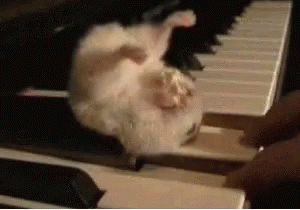 Hamster Eating GIF - Hamster Eating Piano GIFs