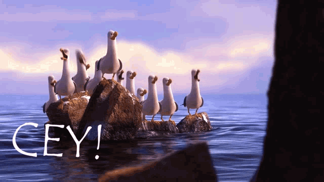 a group of seagulls are standing on rocks in the ocean and the word cey is written above them