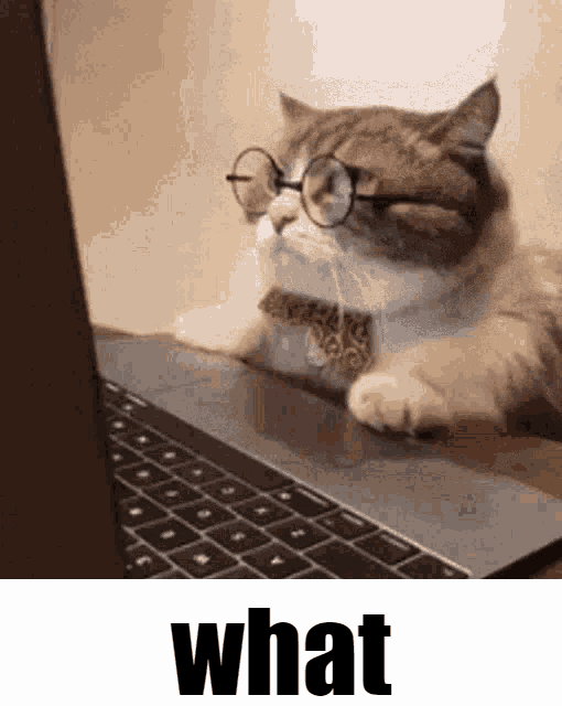 a cat wearing glasses and a bow tie is looking at a laptop .