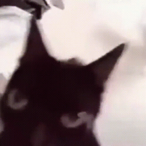 Cat Black GIF - Cat Black Crazy GIFs