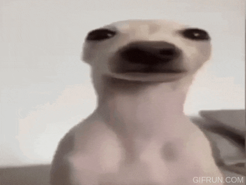 a white dog is looking at the camera with a very funny face .