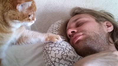 Cat Alarm Clocks GIF - Cat Wake Up Hooman GIFs